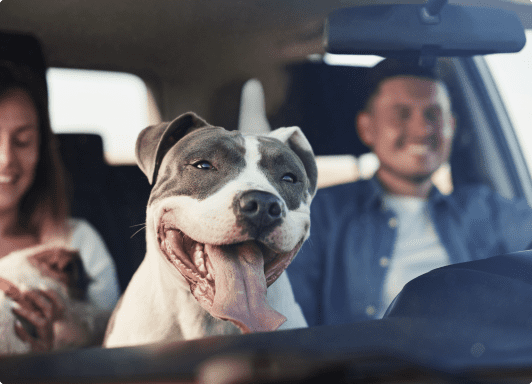 A dog with its tongue out enjoying a car ride.